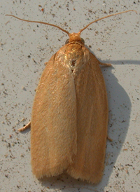 Xenotemna pallorana